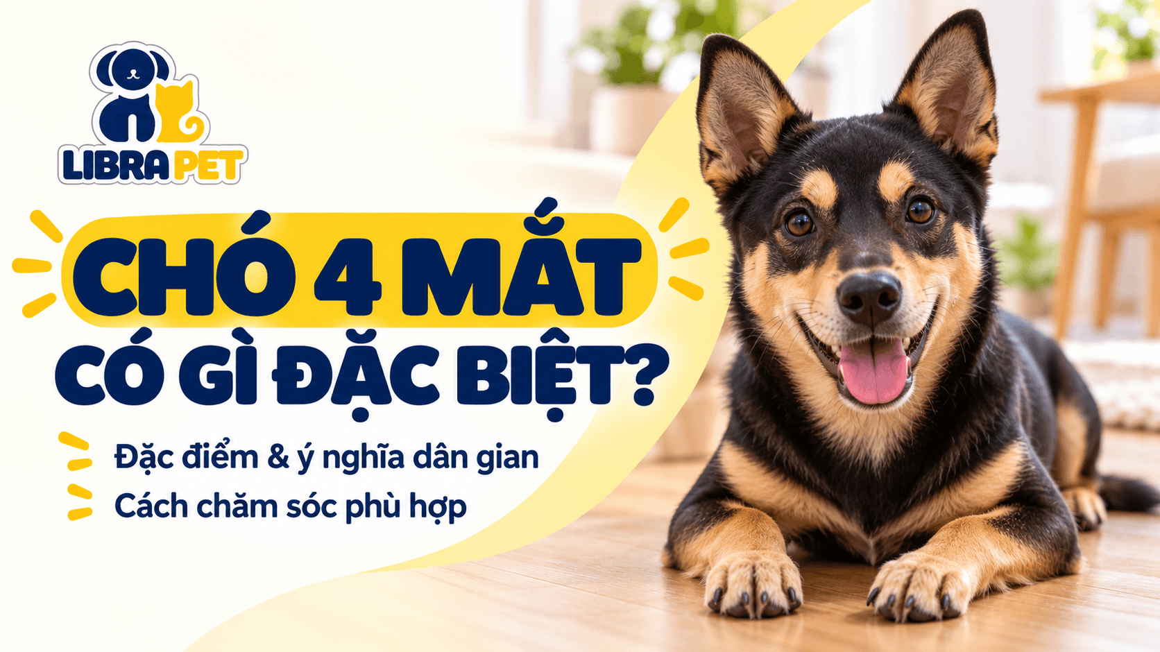 Chó 4 mắt: Đặc điểm, ý nghĩa dân gian và cách chăm sóc