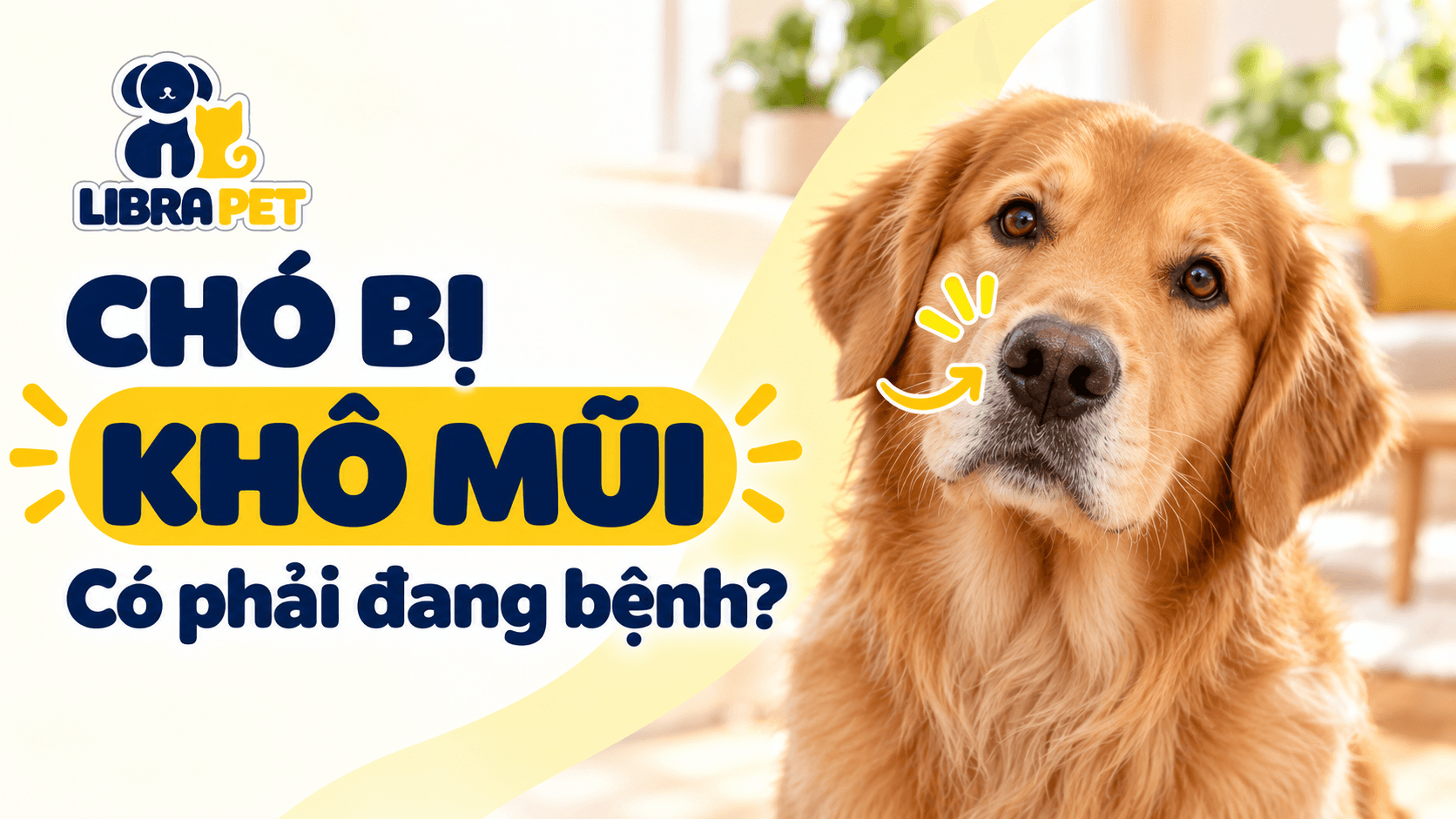 Chó bị khô mũi: Dấu hiệu này nói gì về sức khỏe?